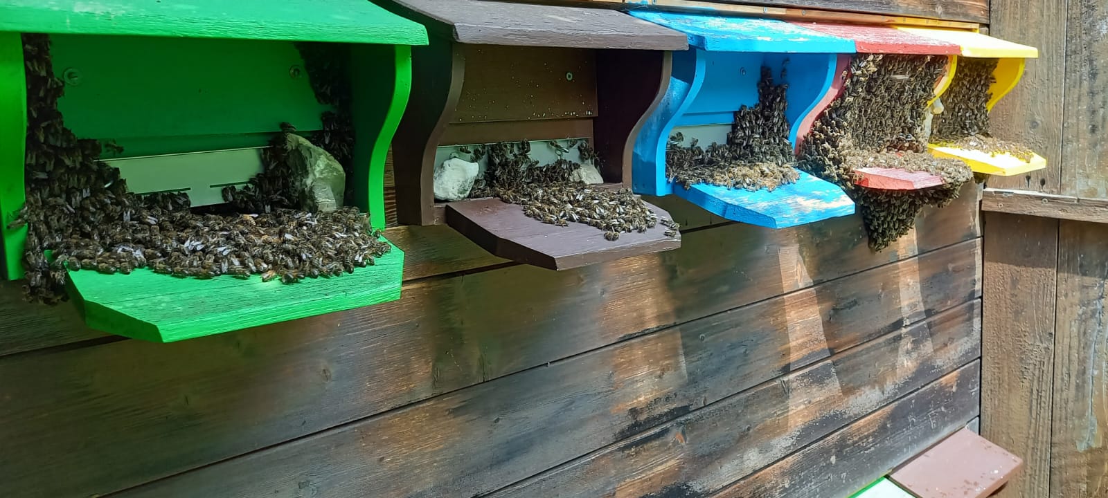 SmartIT-PeopleStory-Yanick-Röthlisberger-Bienen